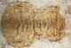 7997 Quilted Spalted Maple Wood Electric Bass Bookmatch Drop Top Set Luthier