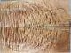 Aaaaa 11mm Ripple Spalted Maple Wood Electric Bass Fat Top Set Luthier 2264