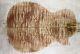 Aaaa Elegant Quilted Maple Wood Electric Bass Drop Top Set Luthier 8214