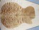 Aaaa Figure Acoustic Guitar Top Ripple Maple Wood Bookmatched Set Luthier Supply