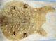 Spalted Curly Maple Wood Les Paul Guitar Bookmatch Drop Top Set Luthier 8193